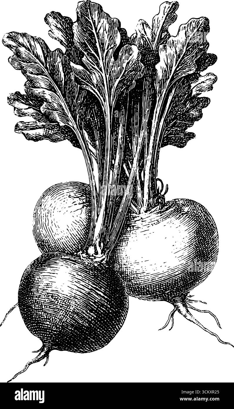 Illustration de bordure de récolte de légumes de style de gravure vintage. Illustration de Vecteur