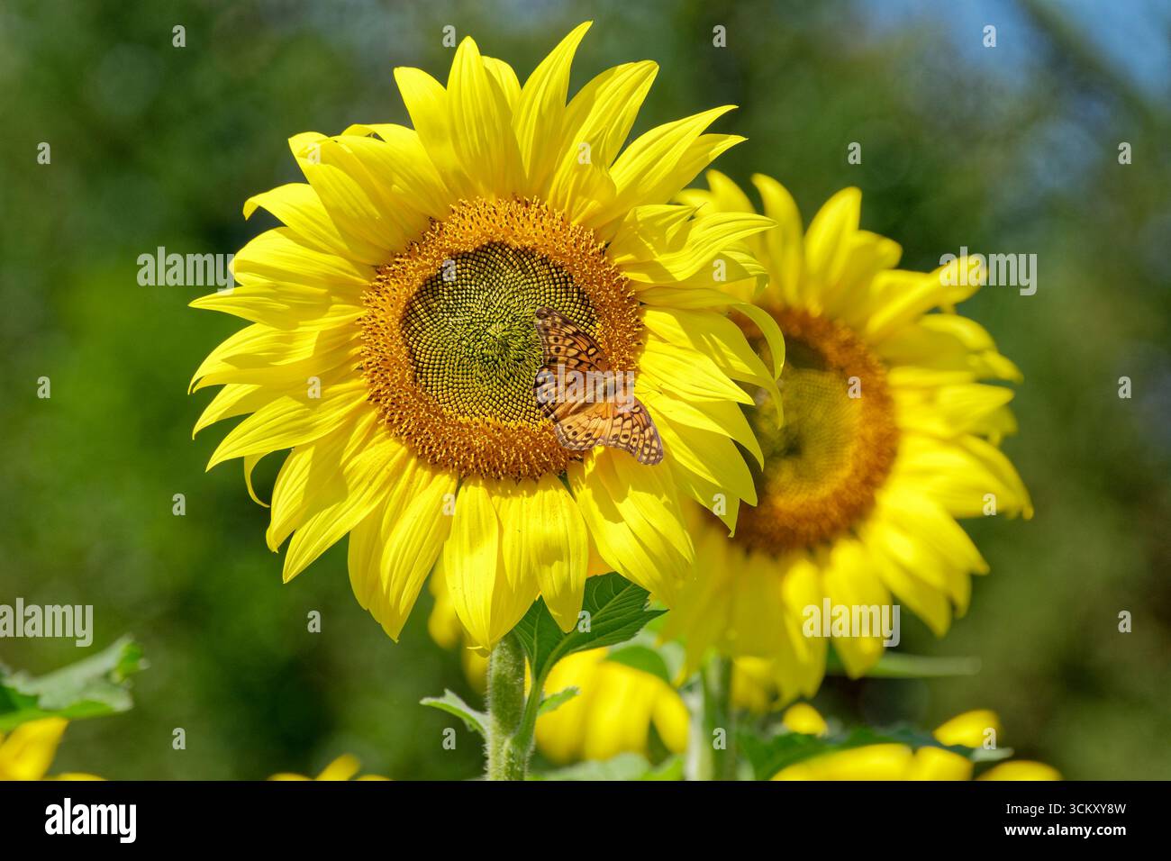 Papillon fritillaire avec ses ailes grandes ouvertes perchées sur un tournesol entièrement ouvert recueillant le nectar vue en gros plan sur une journée ensoleillée à la fin de l'été Banque D'Images Papillon fritillaire avec ses ailes grandes ouvertes perchées sur un tournesol entièrement ouvert recueillant le nectar vue en gros plan sur une journée ensoleillée à la fin de l'été Banque D'Images