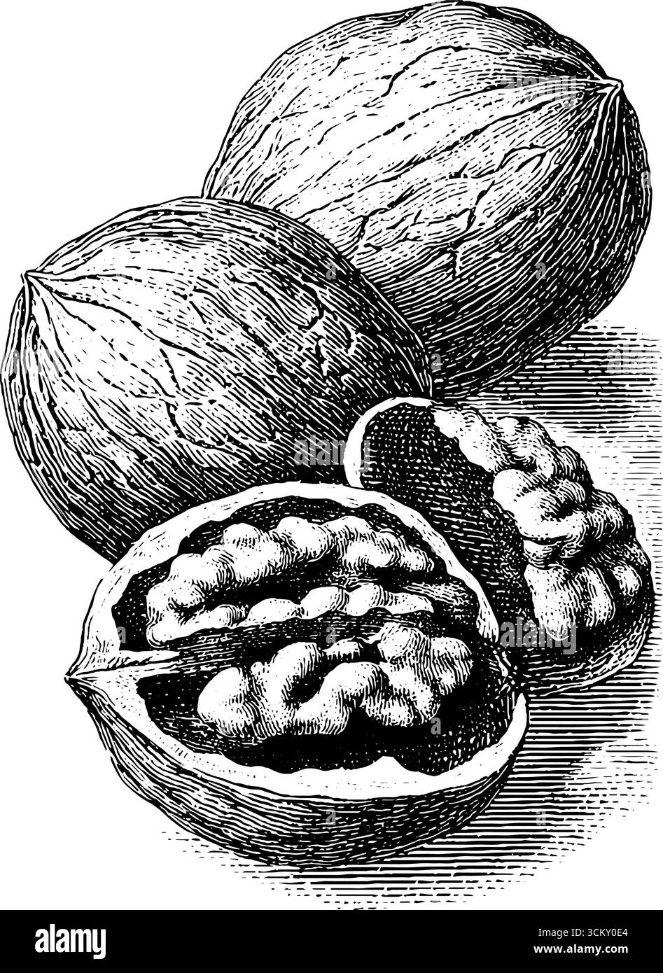 Gravure vintage de noix fissurées avec une esthétique classique pour le design. Illustration de Vecteur