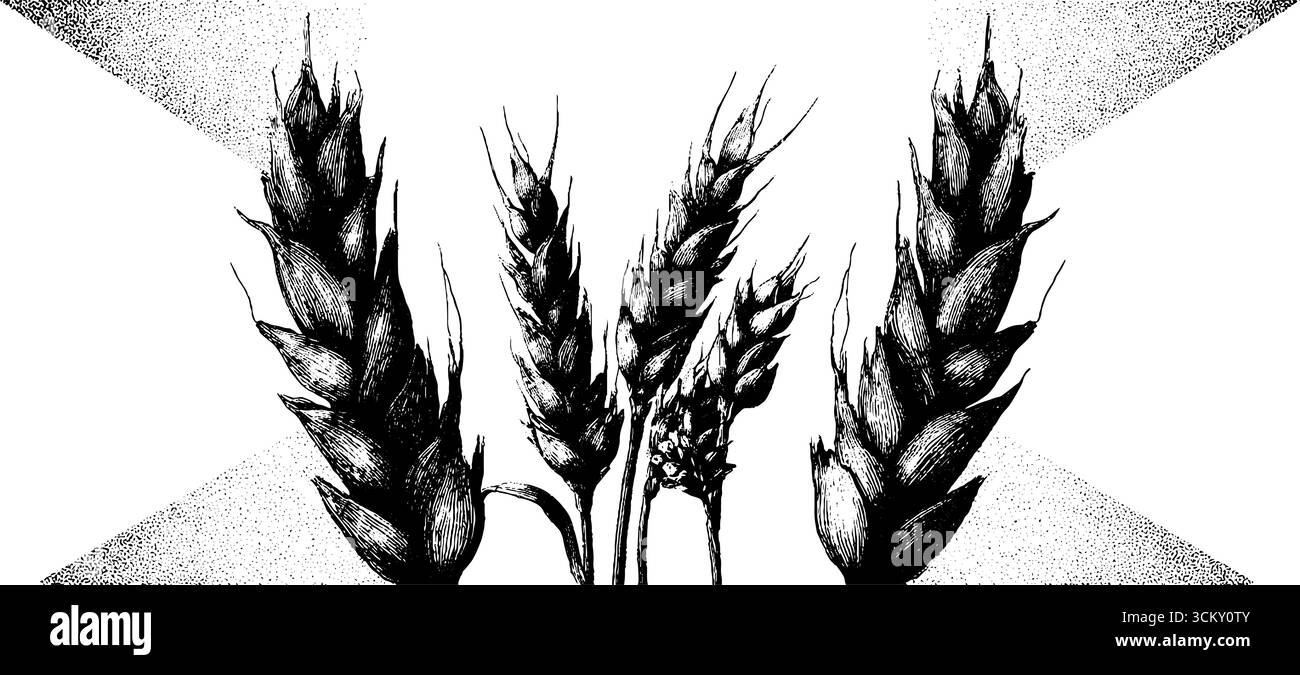 Bordure de blé vintage avec style de gravure détaillé pour le design et la décoration. Illustration de Vecteur