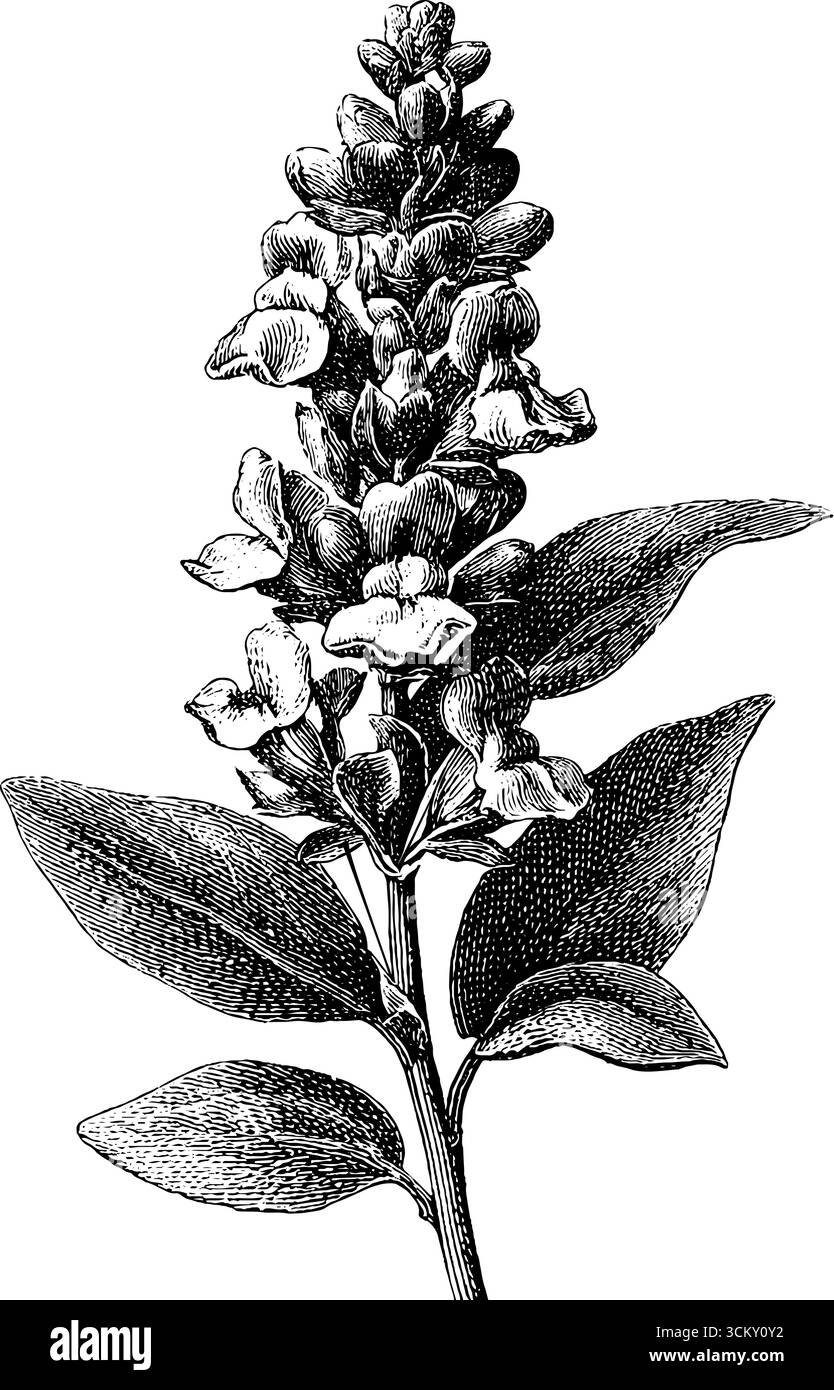 Illustration botanique vintage de fleurs sauvages dans le style gravure et crayon. Illustration de Vecteur