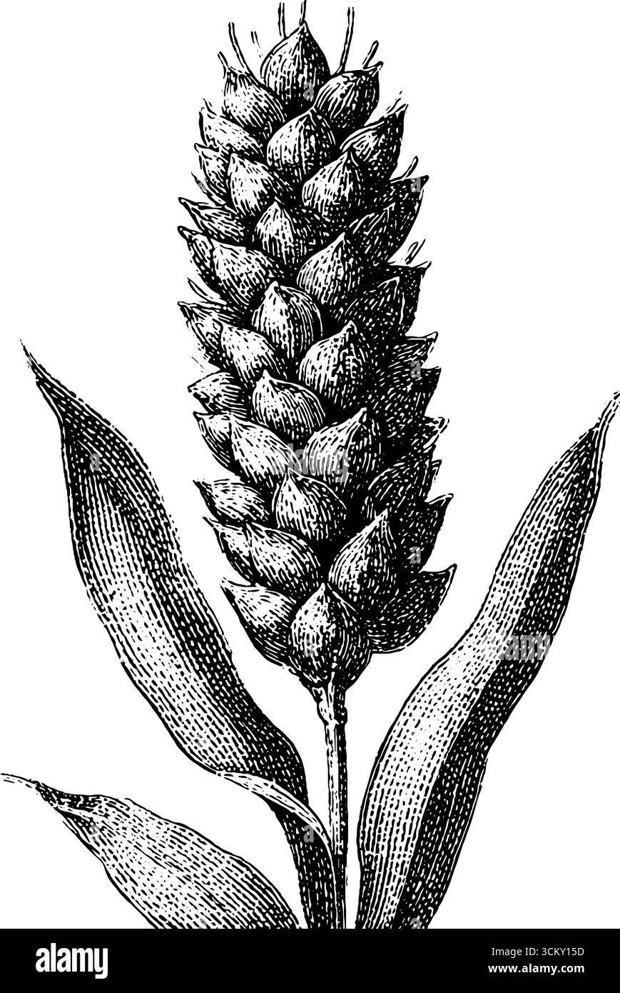 Conception de gravure de gerbe de blé vintage pour les projets botaniques. Illustration de Vecteur