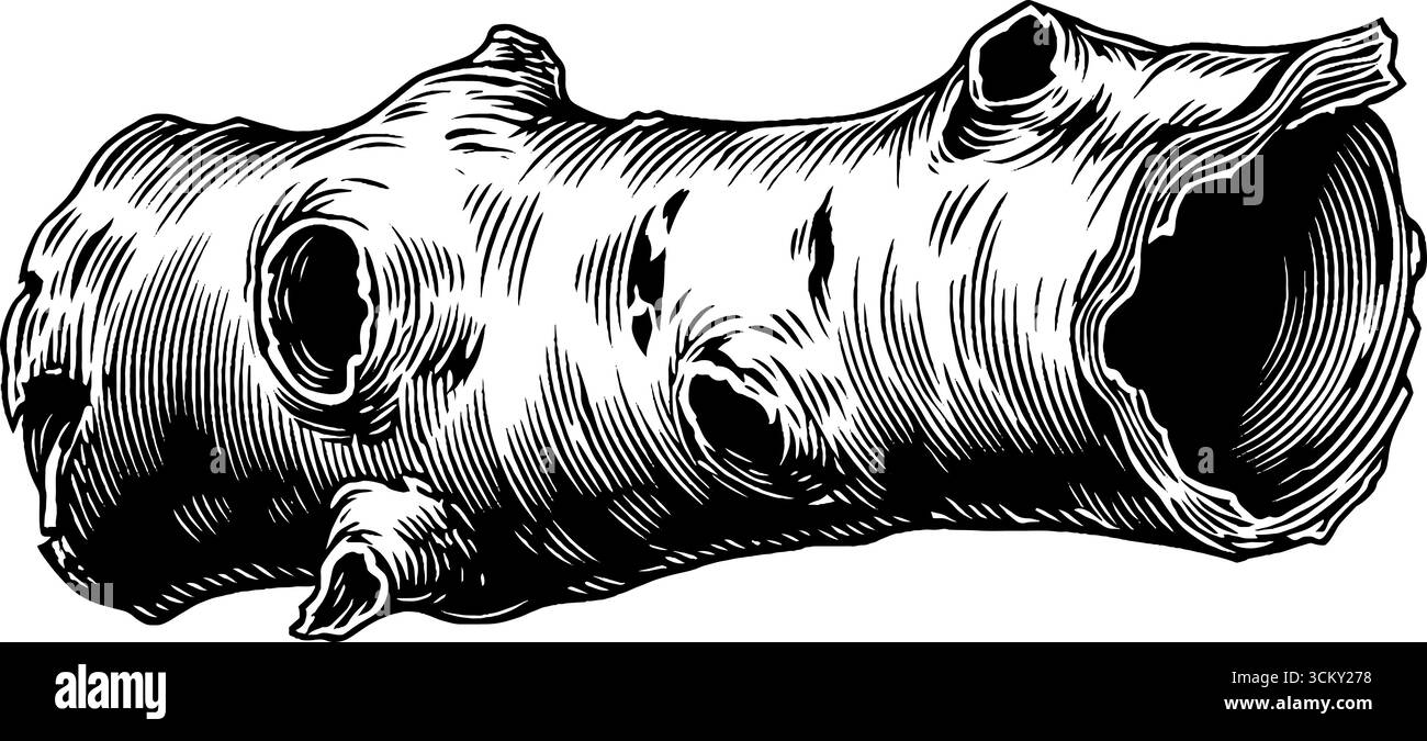 Texture d'écorce rustique avec des trous d'insectes et des copeaux de curling pour des motifs sur le thème de la nature. Illustration de Vecteur