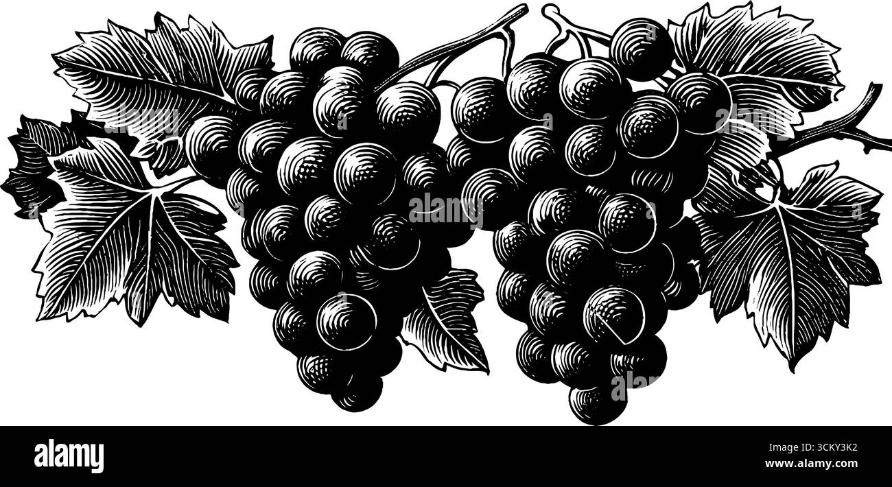 Raisins noirs et blancs sur l'illustration de la vigne pour le design vintage et la décoration. Illustration de Vecteur