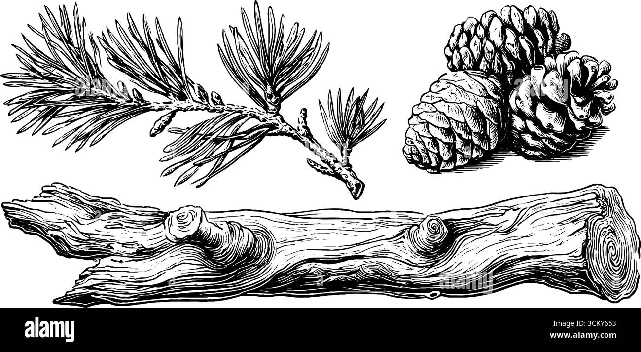 Textures complexes de branches de pin, d'écorce et de cônes pour des designs inspirés de la nature. Illustration de Vecteur