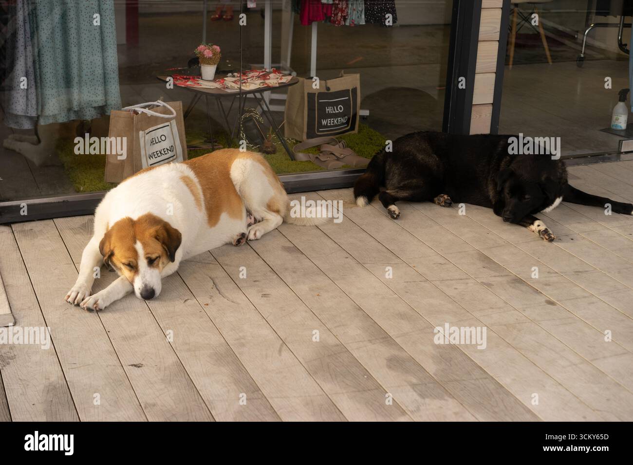 Deux chiens se détendent ensemble sur le sol, entourés de tons chauds automnaux de rouge et rouge foncé. Banque D'Images