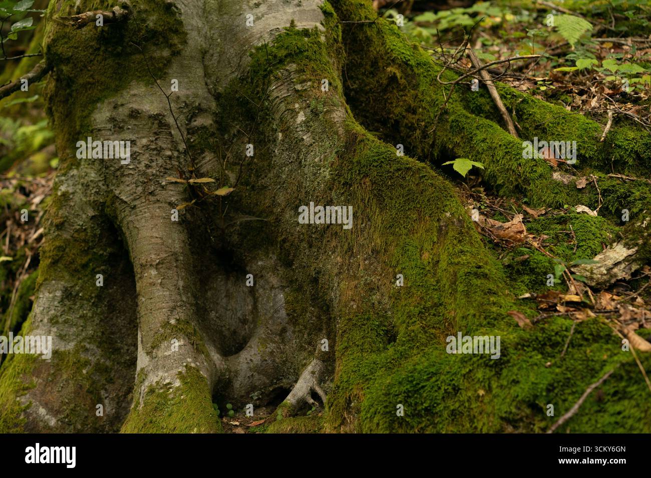 Arbre couvert de mousse dans un cadre naturel serein Banque D'Images