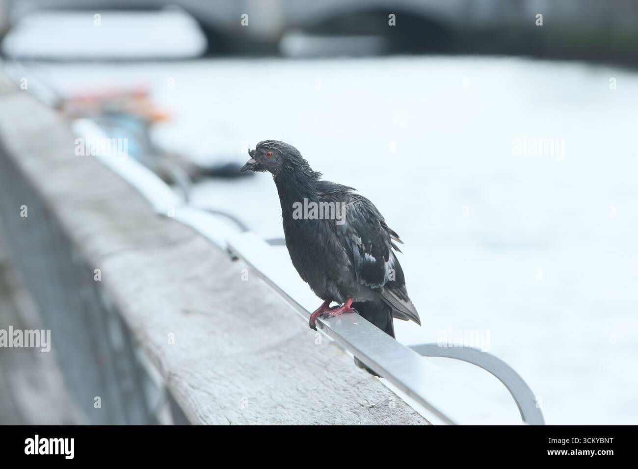 Dublin, Irlande - 12 septembre 2025 - Un pigeon hagard à l'air scrawny sur les balustrades de la promenade dans le centre-ville de Dublin Banque D'Images