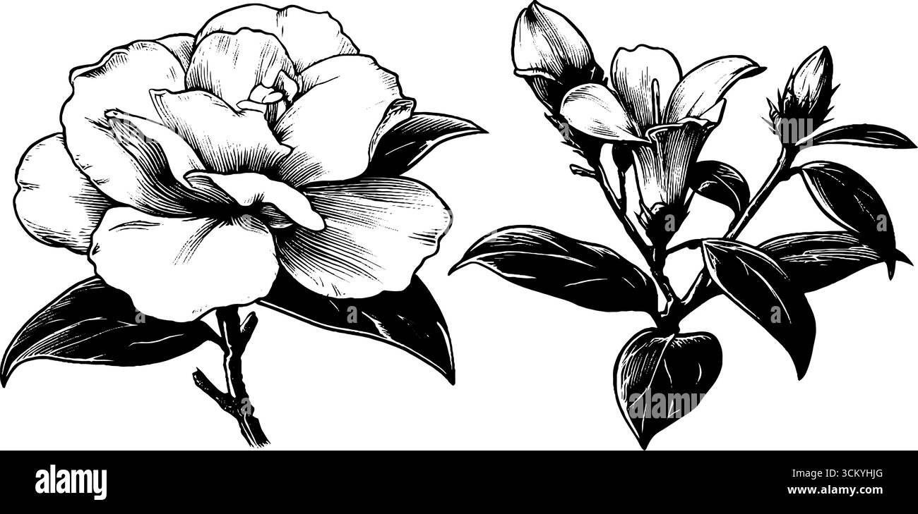 Croquis floral vintage avec des formes florales emblématiques pour un design artistique. Illustration de Vecteur