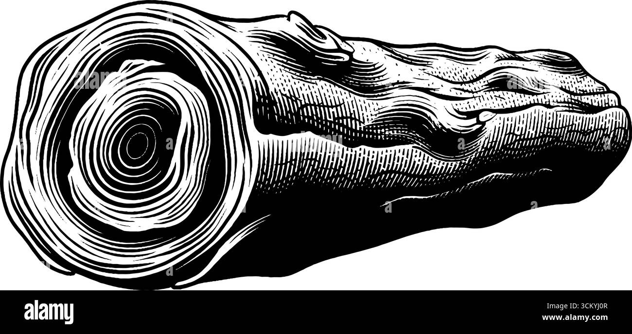 Design inspiré de la nature avec branche creuse avec des marques en spirale et une traînée d'insectes. Illustration de Vecteur