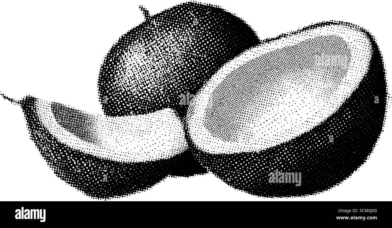 Noix de coco de style demi-teinte vintage avec coquille et viande blanche pour un collage créatif et un design imprimé. Illustration de Vecteur
