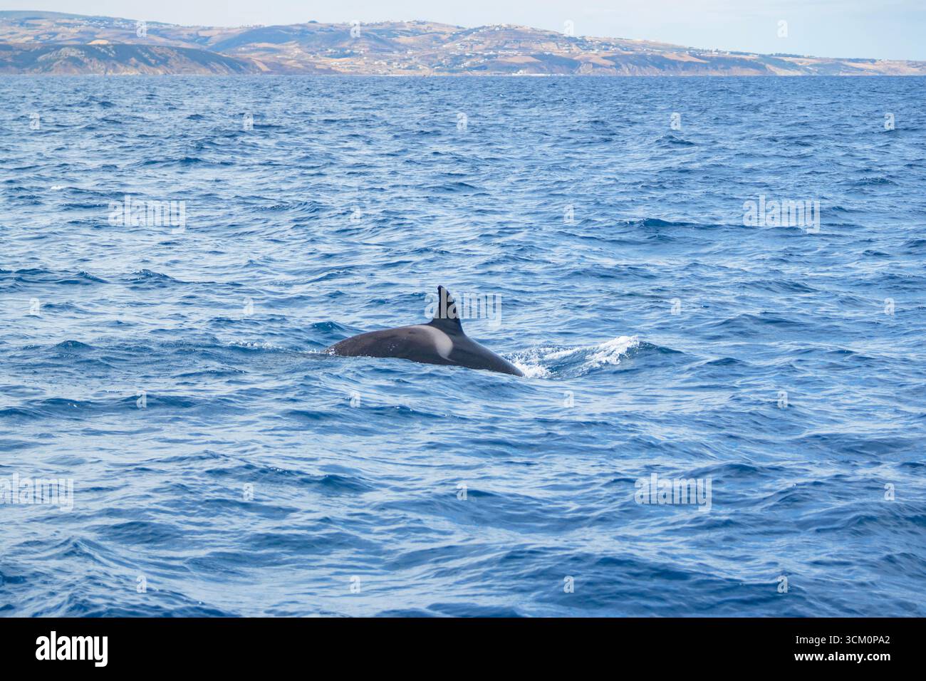 Épaulard (Orcinus Orca) nageant dans le détroit de Gibraltar, Andalousie, Espagne Banque D'Images
