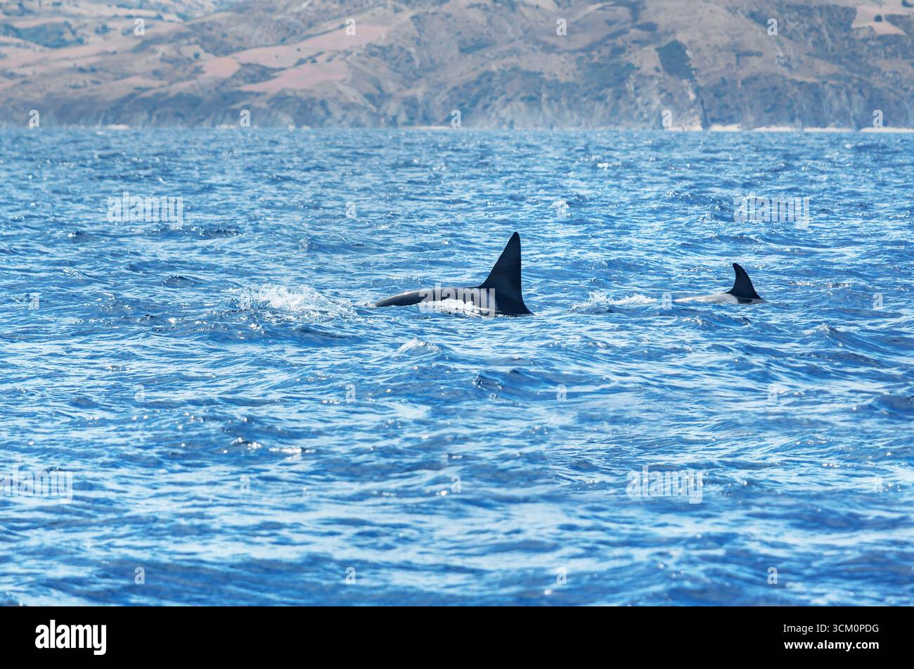 Épaulards (Orcinus Orca) nageant dans le détroit de Gibraltar, Andalousie, Espagne Banque D'Images