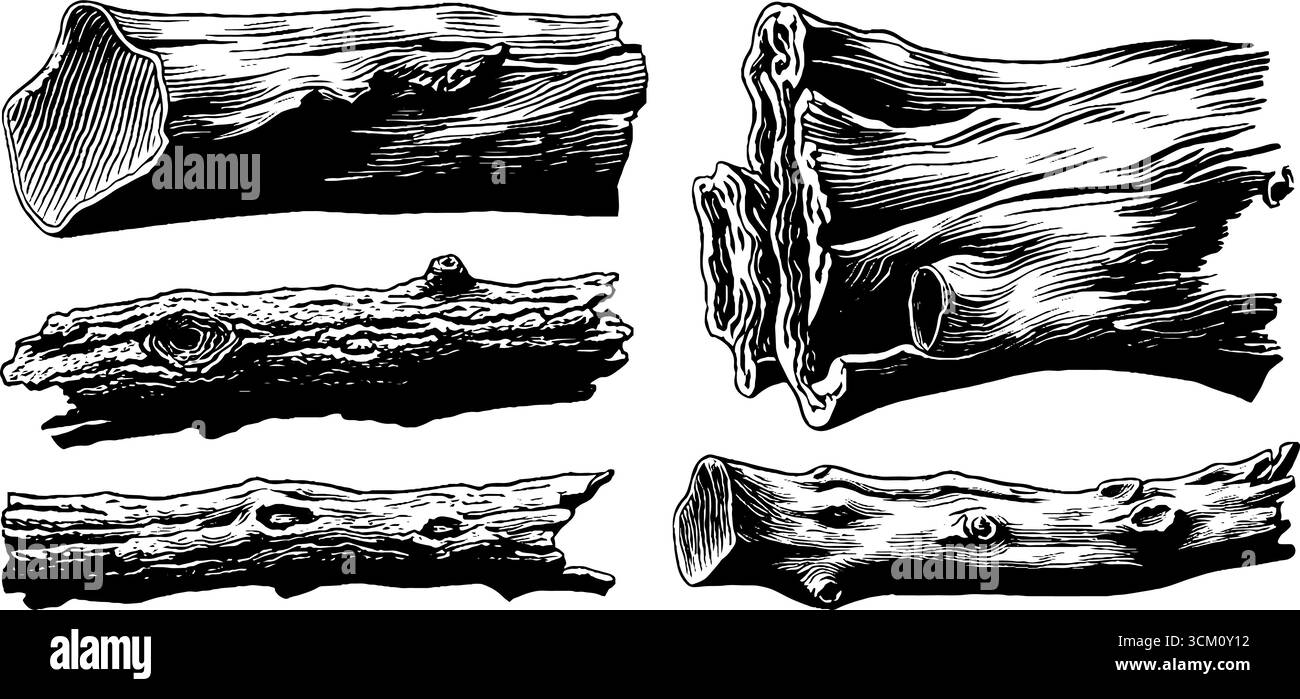 Illustrations détaillées en rondins de bois vintage pour un design sur le thème de la nature. Illustration de Vecteur