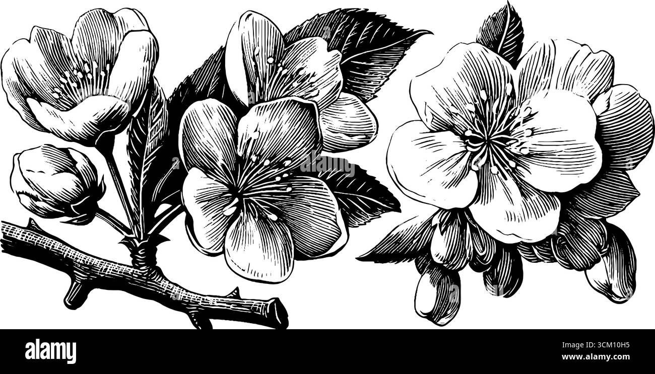 Fleurs de cerisier vintage et pétales délicats dans un design de silhouette gravée pour l'impression. Illustration de Vecteur