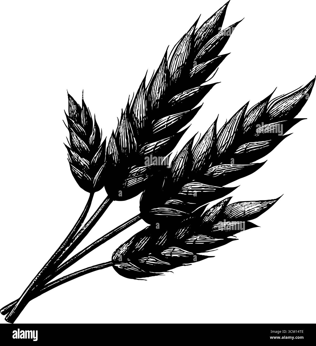 Illustration de tige d'orge gravée pour les projets de design rétro. Illustration de Vecteur