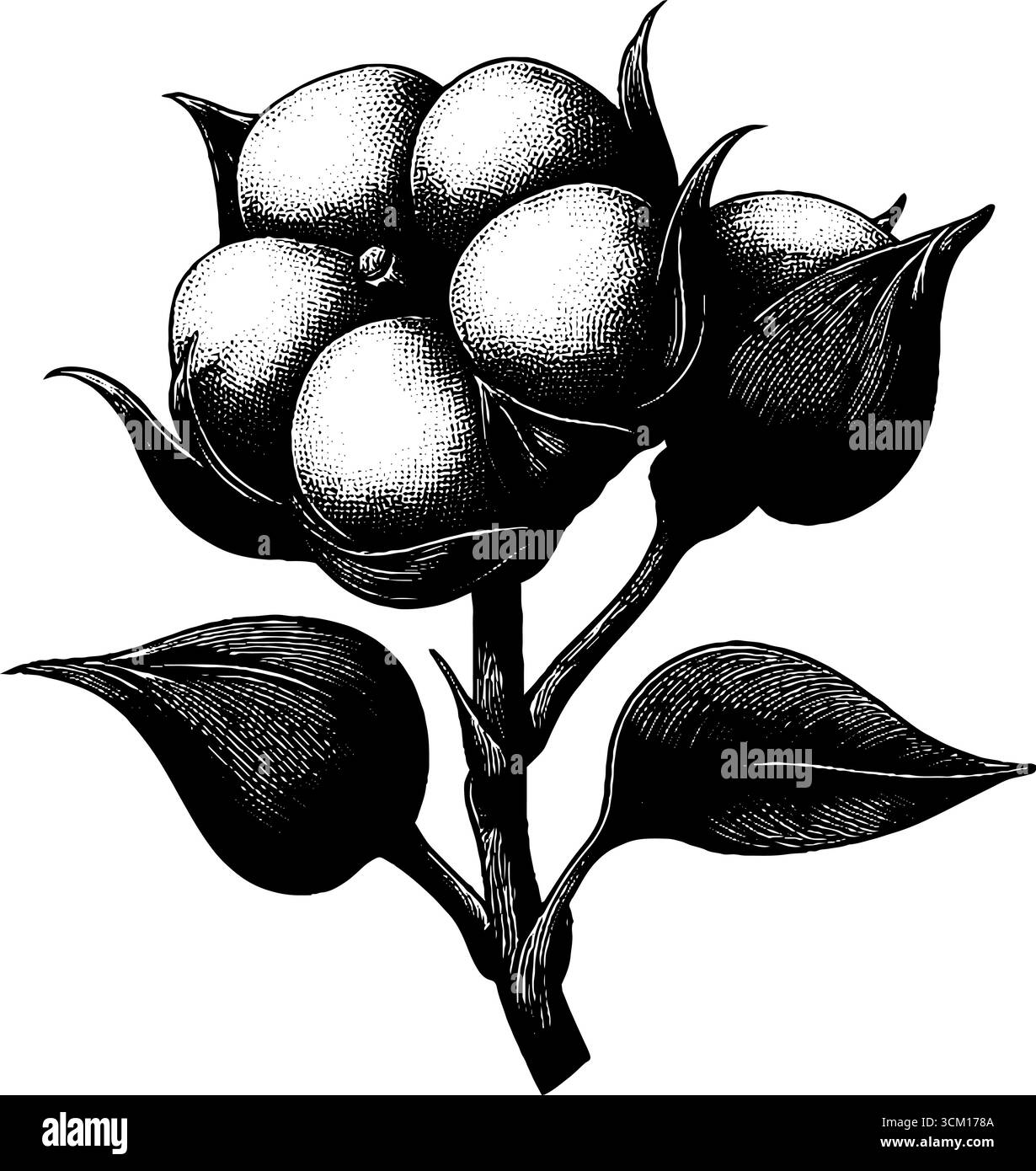 Illustration gravée vintage de la silhouette de bolle de coton pour la conception botanique. Illustration de Vecteur