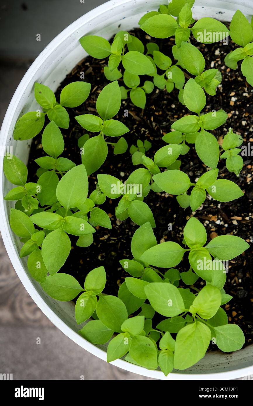 Gros plan d'une plante de basilic dans un pot Banque D'Images