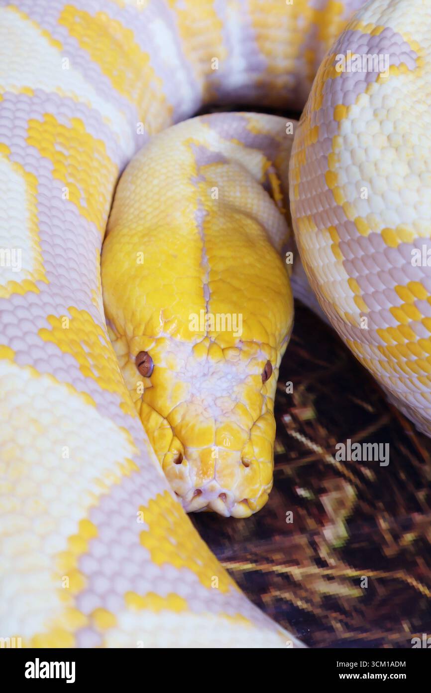 Gros plan d'un Curling Up Lavender Albino Ball Python au repos Banque D'Images