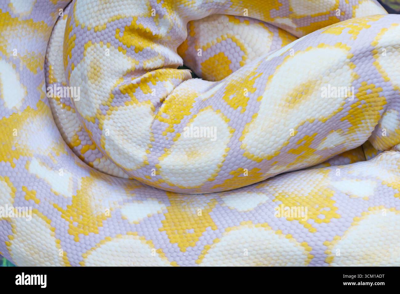 Gros plan des détails et motif d'un Python Albino Ball de lavande Banque D'Images
