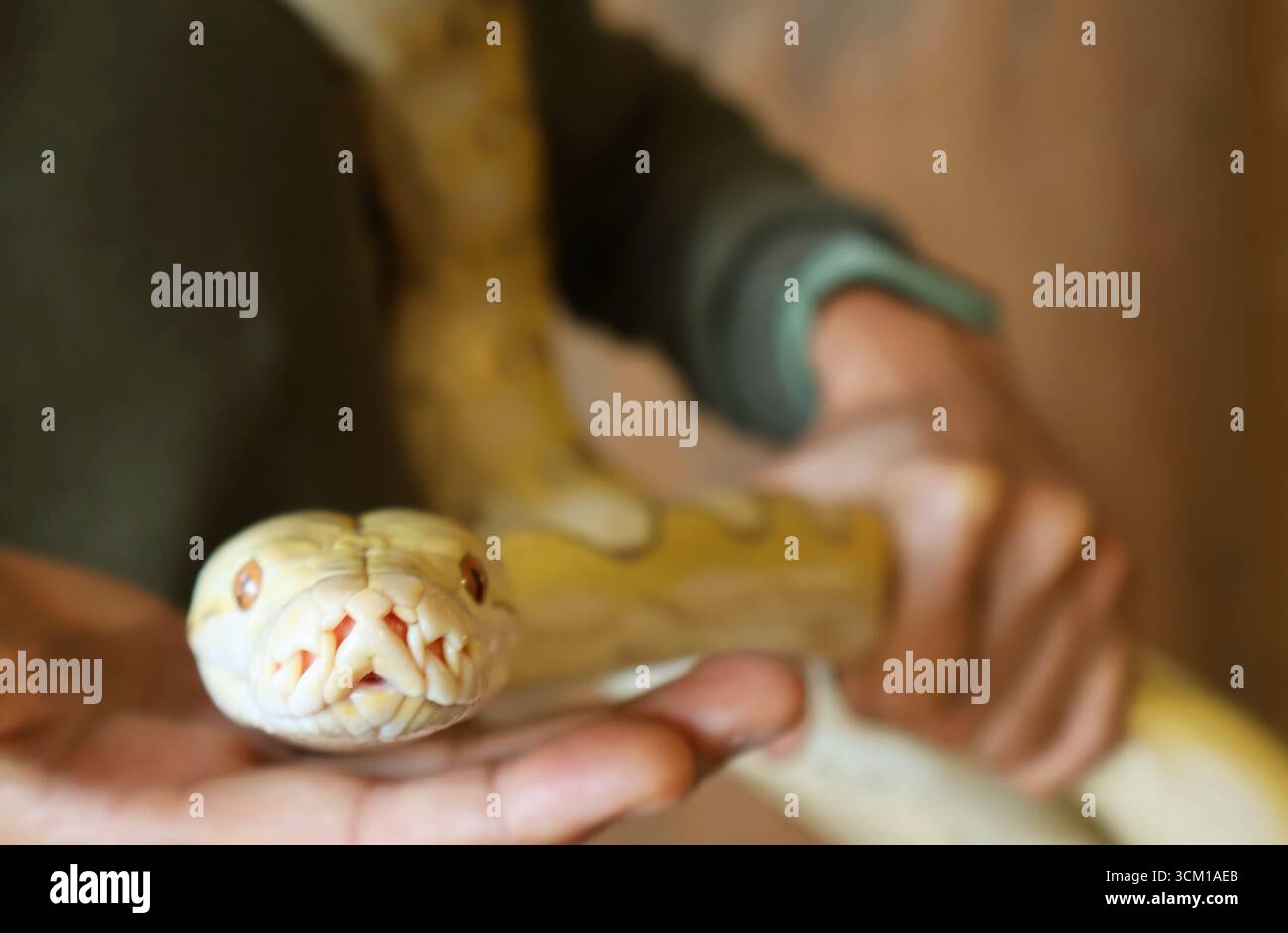 Gros plan du visage d'un Python jaune Albino Ball (Python Regius) sur les mains de l'homme Banque D'Images