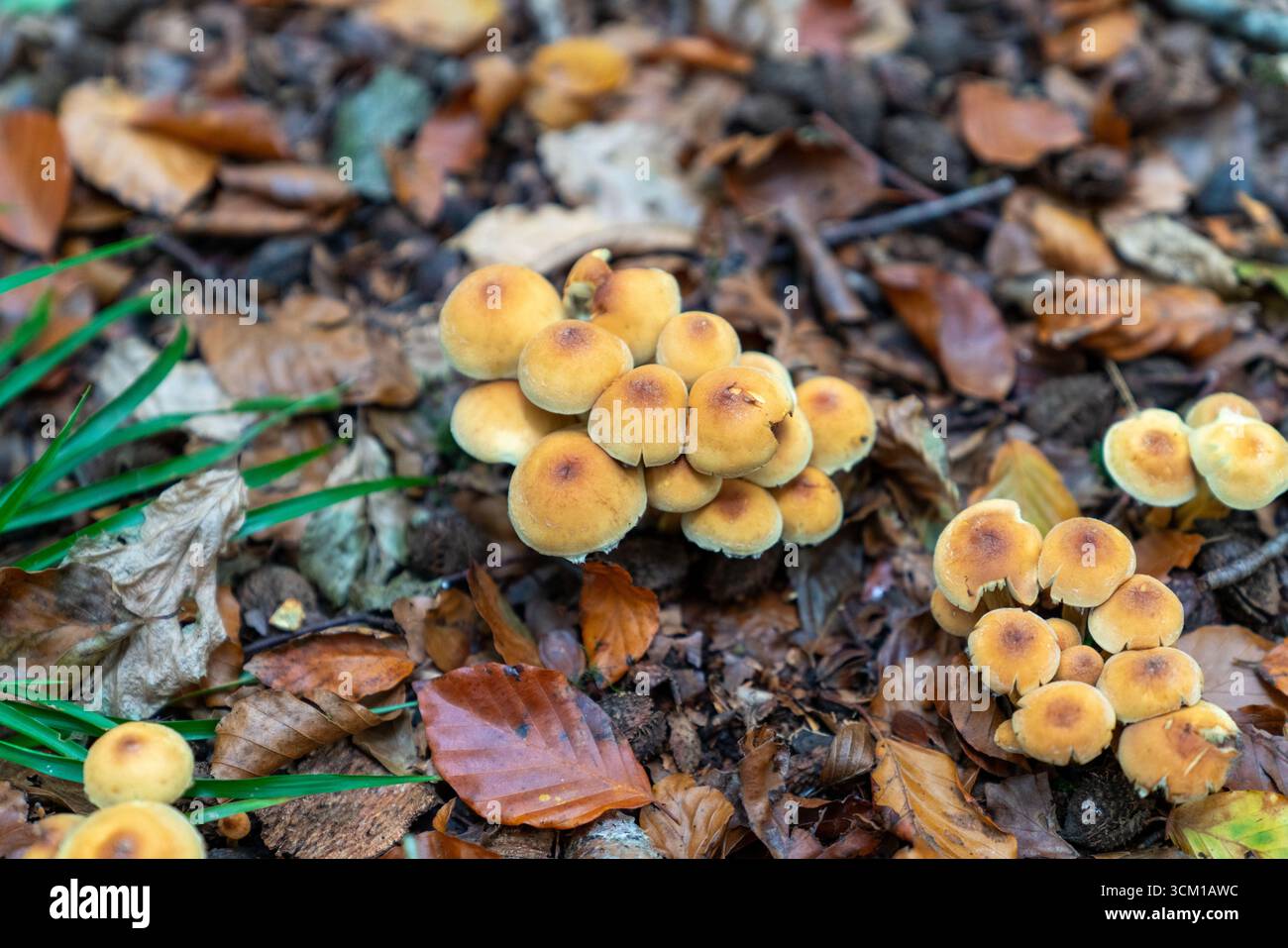 Grappes de champignons tuft sulfureux toxiques et toxiques, scientifiquement connus sous le nom d'Hypholoma fasciculare, sur un sol boisé en Angleterre, pendant l'automne. Banque D'Images