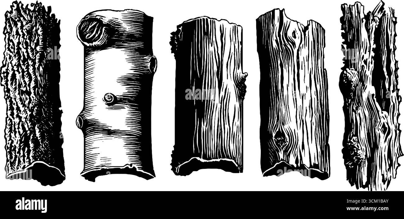 Croquis vintage de feuilles d'écorce d'arbre et de couches de pelage pour le design rétro et l'artisanat. Illustration de Vecteur