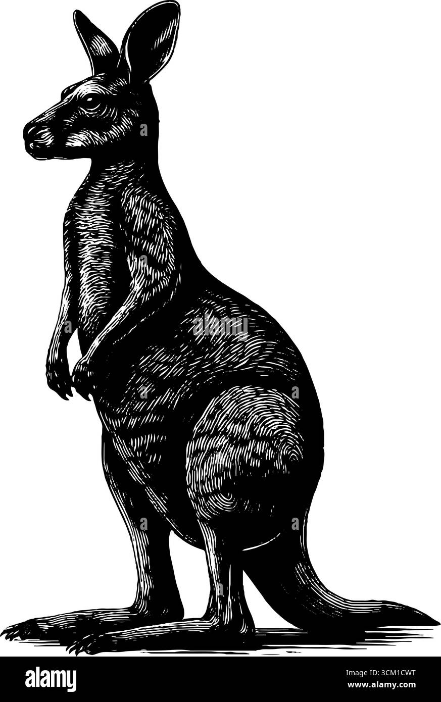 Illustration gravée vintage de la silhouette de kangourou en pose verticale pour un design rétro. Illustration de Vecteur