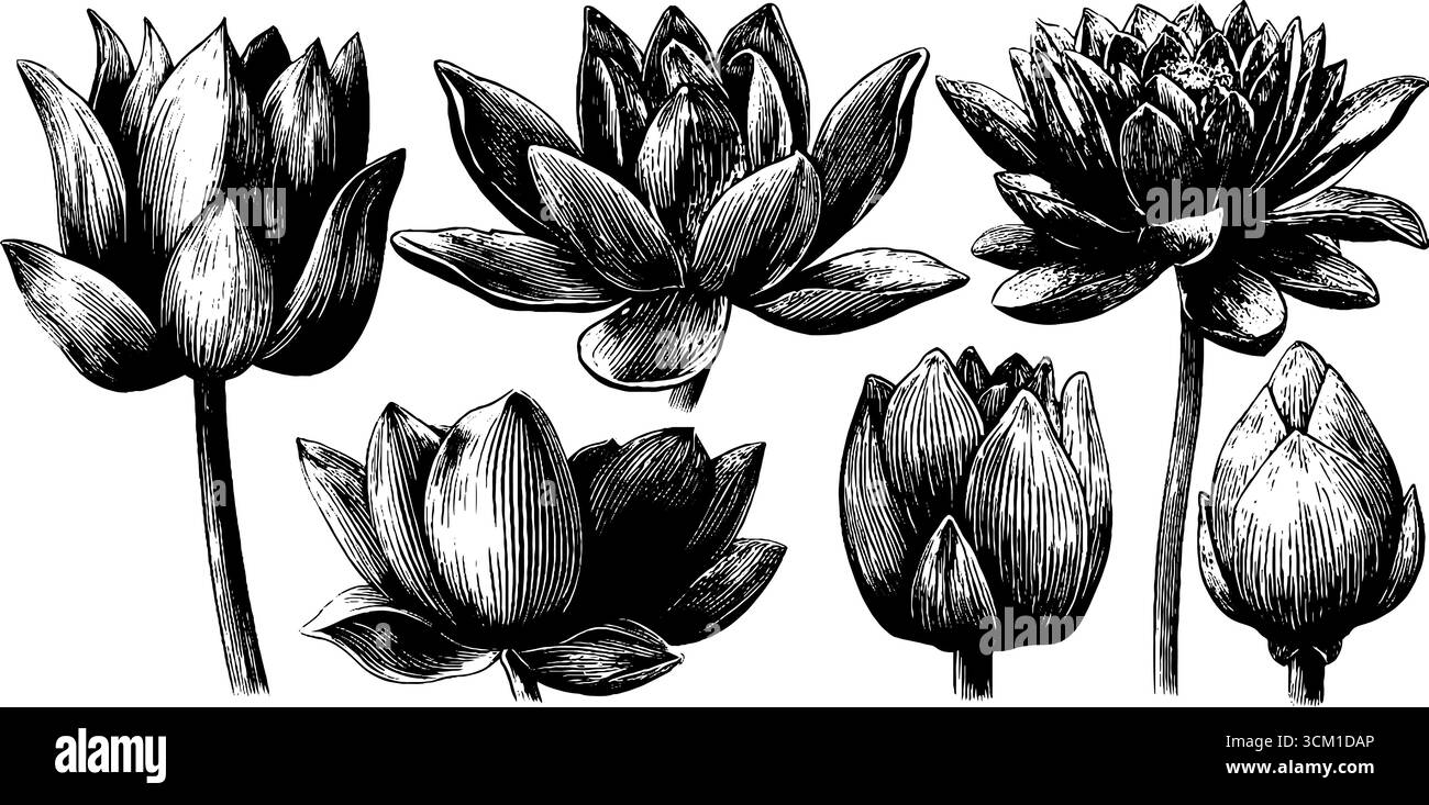 Motifs lotus vintage avec des pétales superposés pour l'art sacré et le design. Illustration de Vecteur