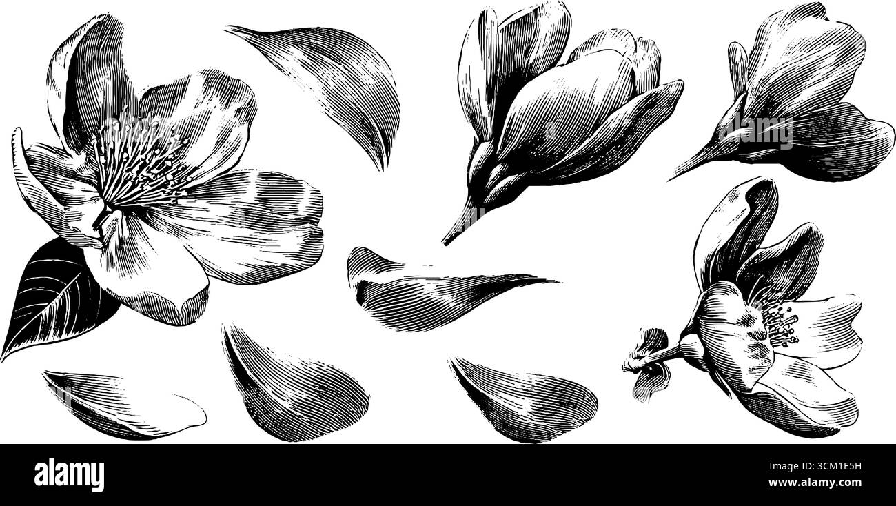 Sakura pétales tombant dans le vent léger design vintage pour affiches et cartes. Illustration de Vecteur