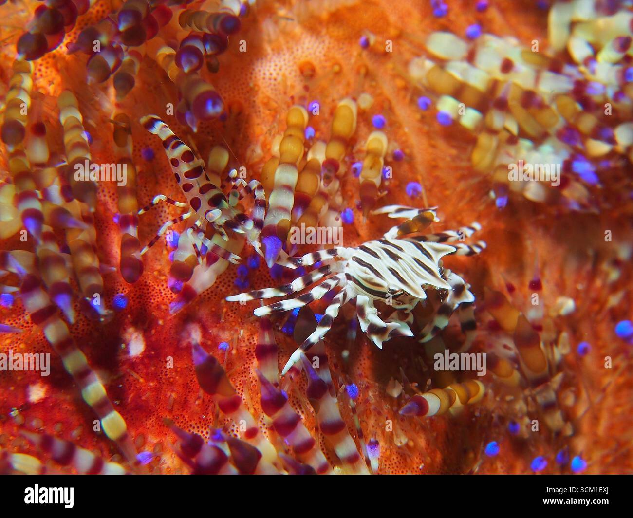 Periclimenes colemani & Zebrida adamsii & Asthenosoma varium - crevette de Coleman derrière un crabe oursin rayé sur un oursin de feu Banque D'Images