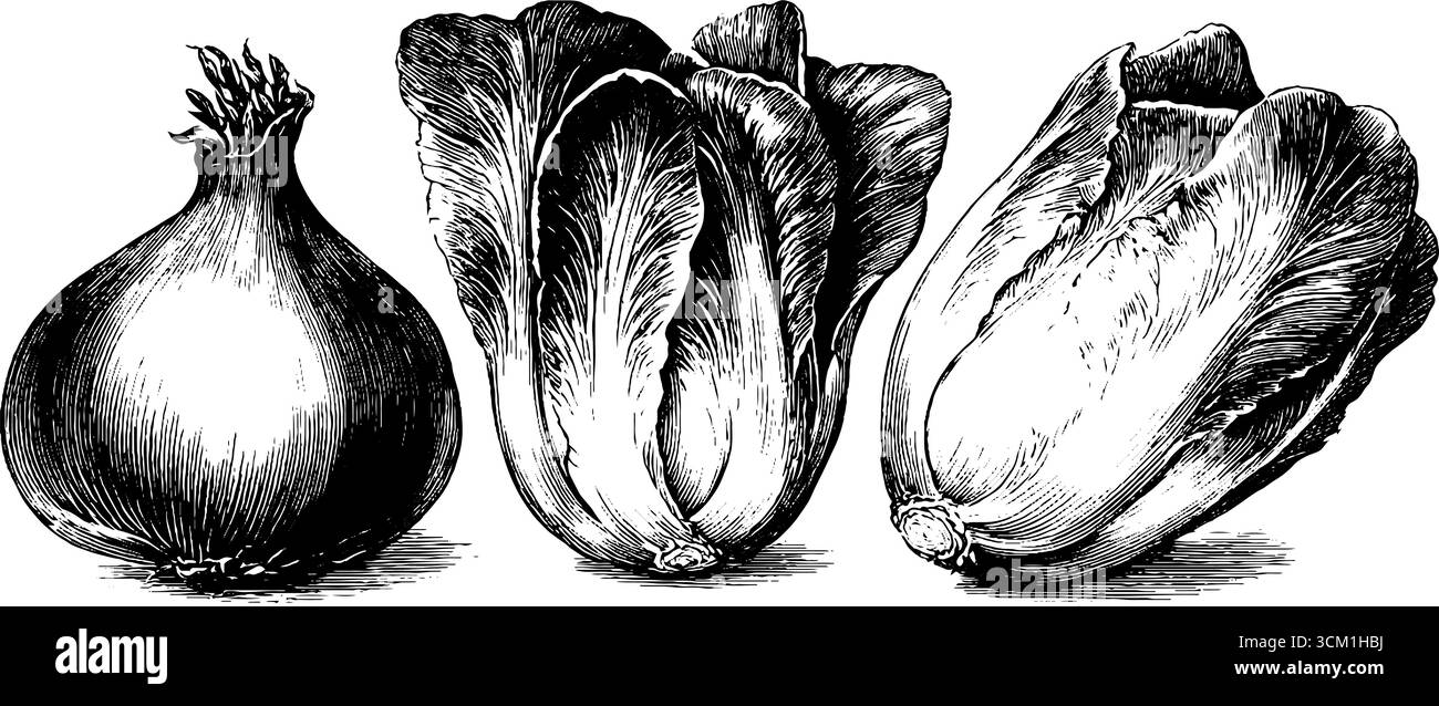 Jeu de croquis vintage radicchio et endive pour un design rétro et culinaire compris Illustration de Vecteur