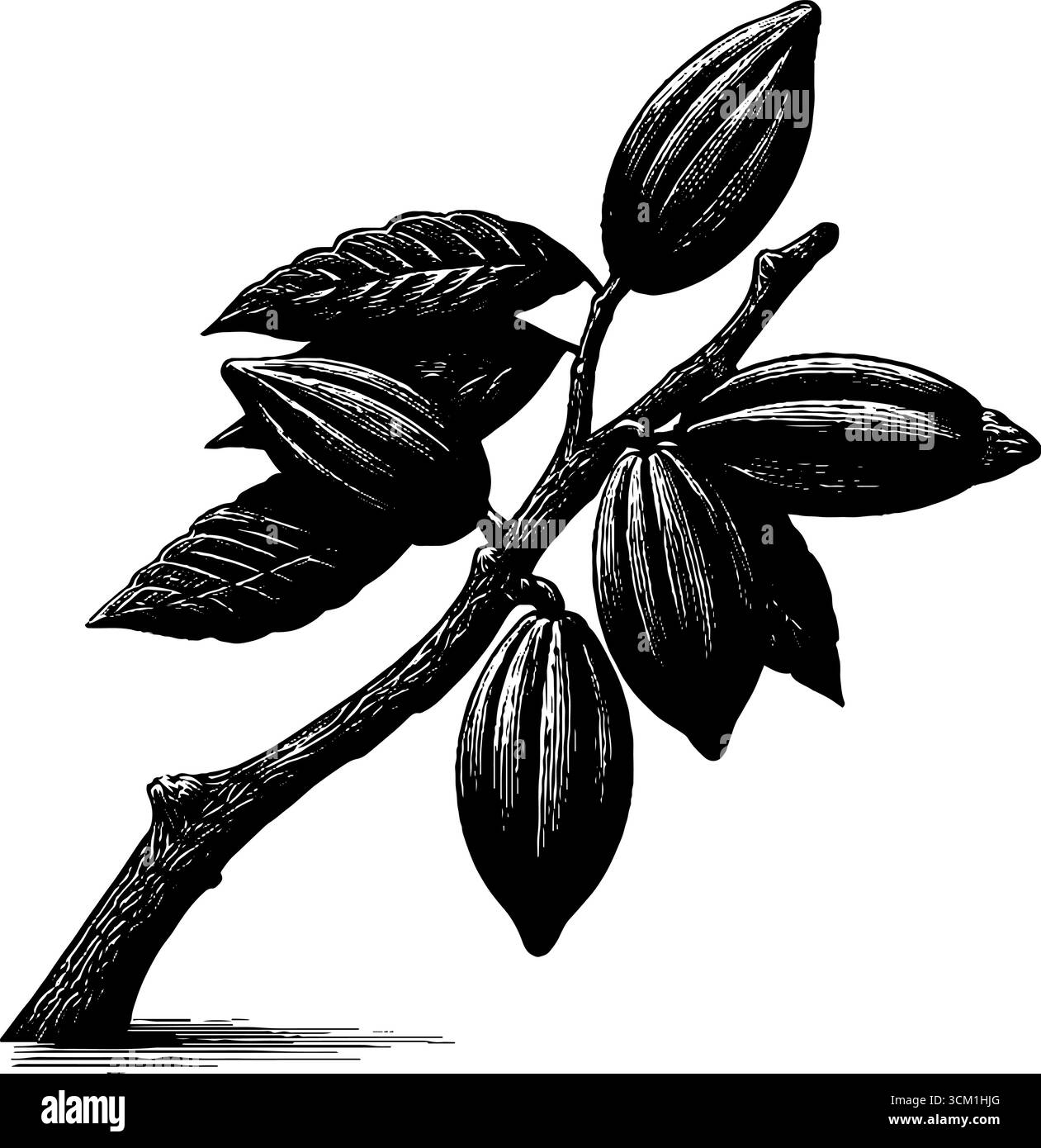 Branche d'arbre de cacao avec feuilles et gousses illustration gravée pour la conception. Illustration de Vecteur
