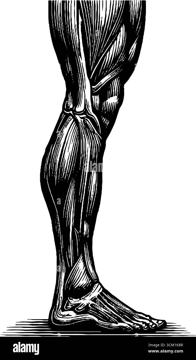 Schéma anatomique des muscles des jambes - illustration gravée à des fins éducatives. Illustration de Vecteur