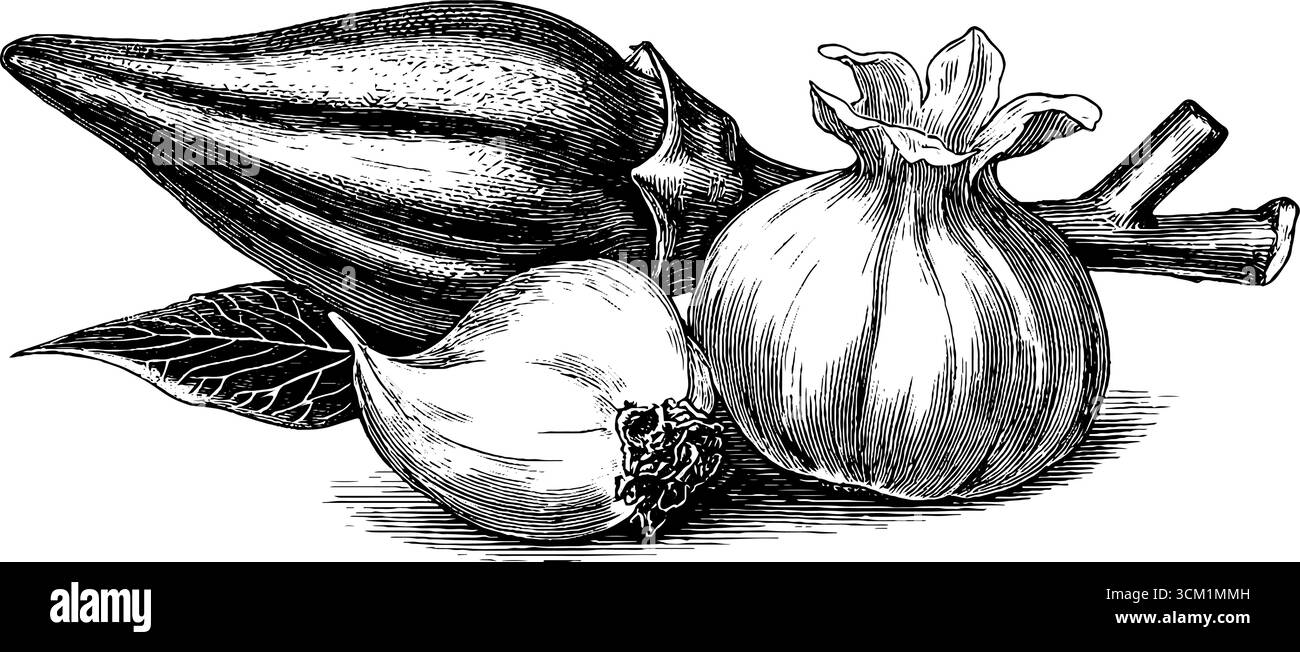 Vintage dessiné à la main okra et illustration de racine de taro pour la conception d'étiquettes et la décoration rétro. Illustration de Vecteur