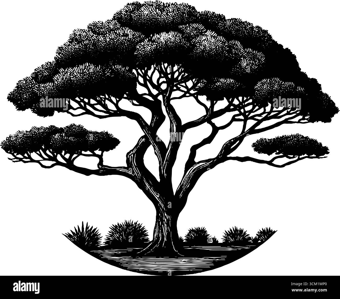 Illustration d'arbre d'acacia gravé dans la scène de savane africaine pour un design rétro. Illustration de Vecteur