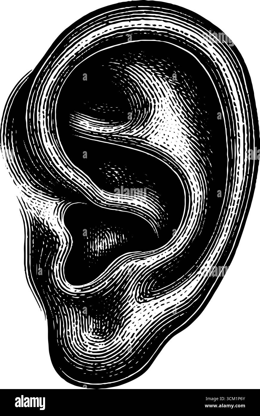 Gravure vintage dessinée à la main du diagramme anatomique de l'oreille pour un usage éducatif. Illustration de Vecteur