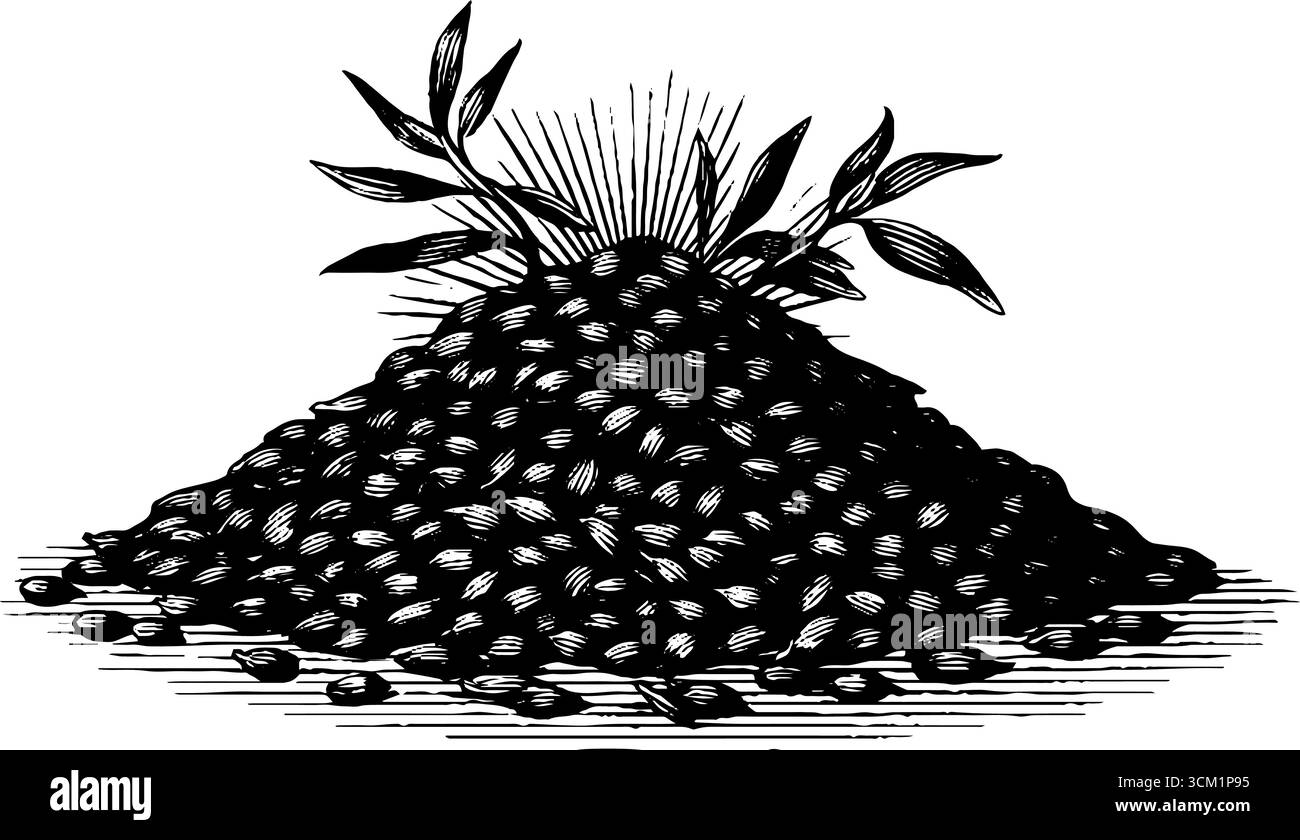 Gravure vintage de graines de moutarde pile avec feuilles pour un design rétro. Illustration de Vecteur
