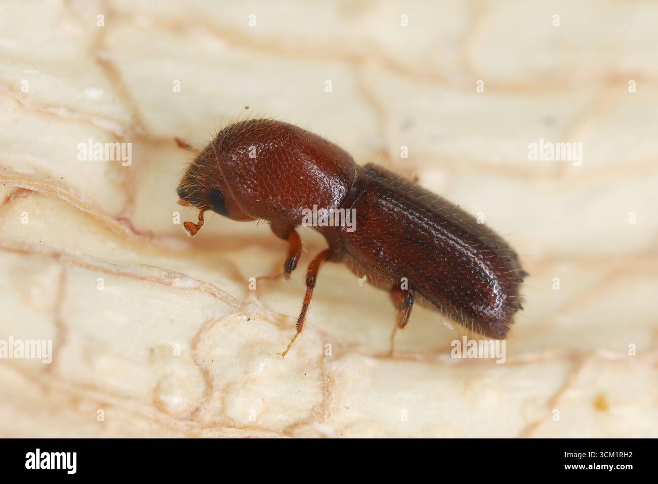 Coléoptère (Scolytinae, Scolytidae) Xyleborus monographus. Insecte adulte sur l'écorce. Banque D'Images