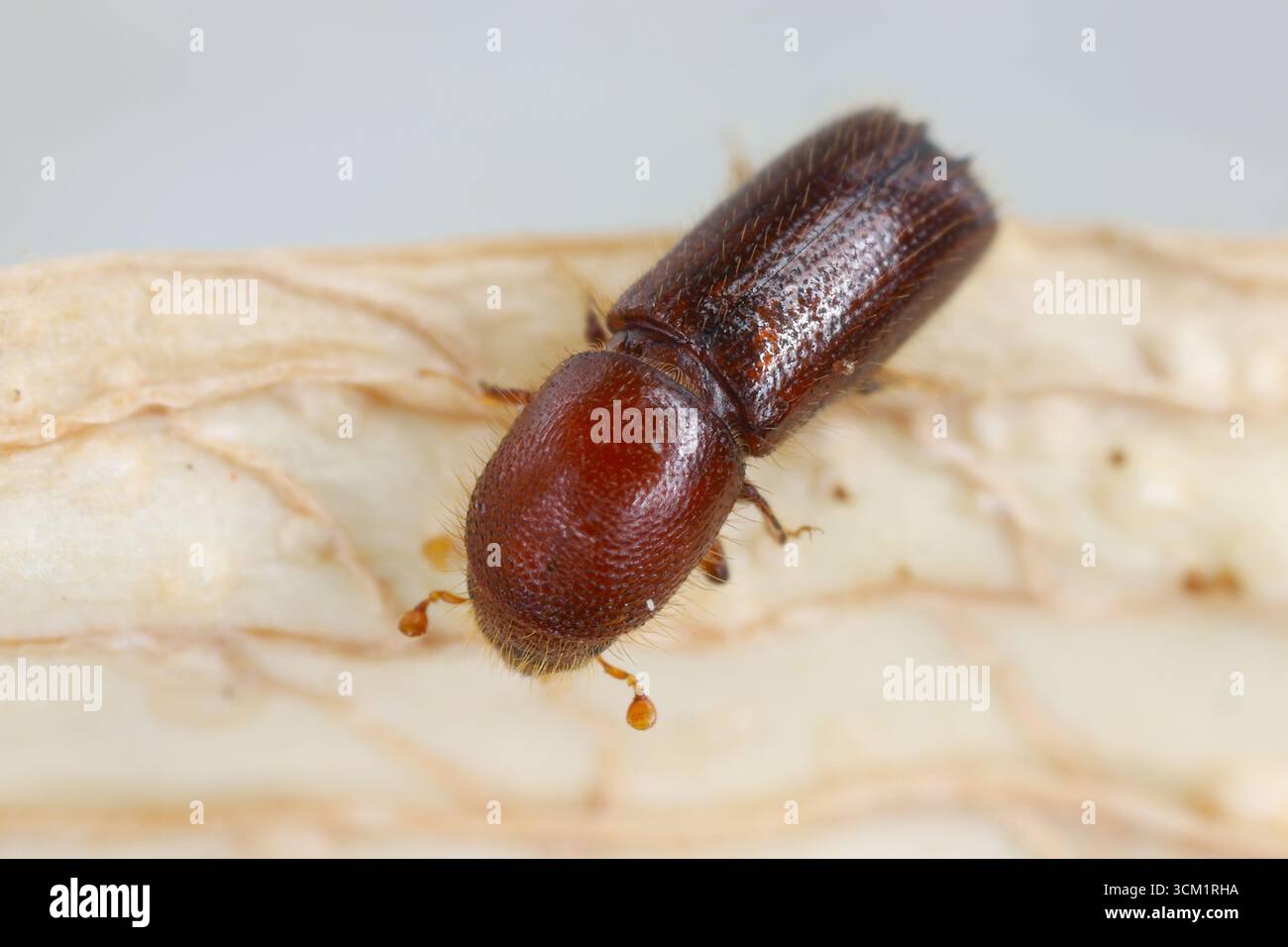 Ambrosia coléoptère, Xyleborus monographus sur bois.Agrandissement macro élevé. Banque D'Images