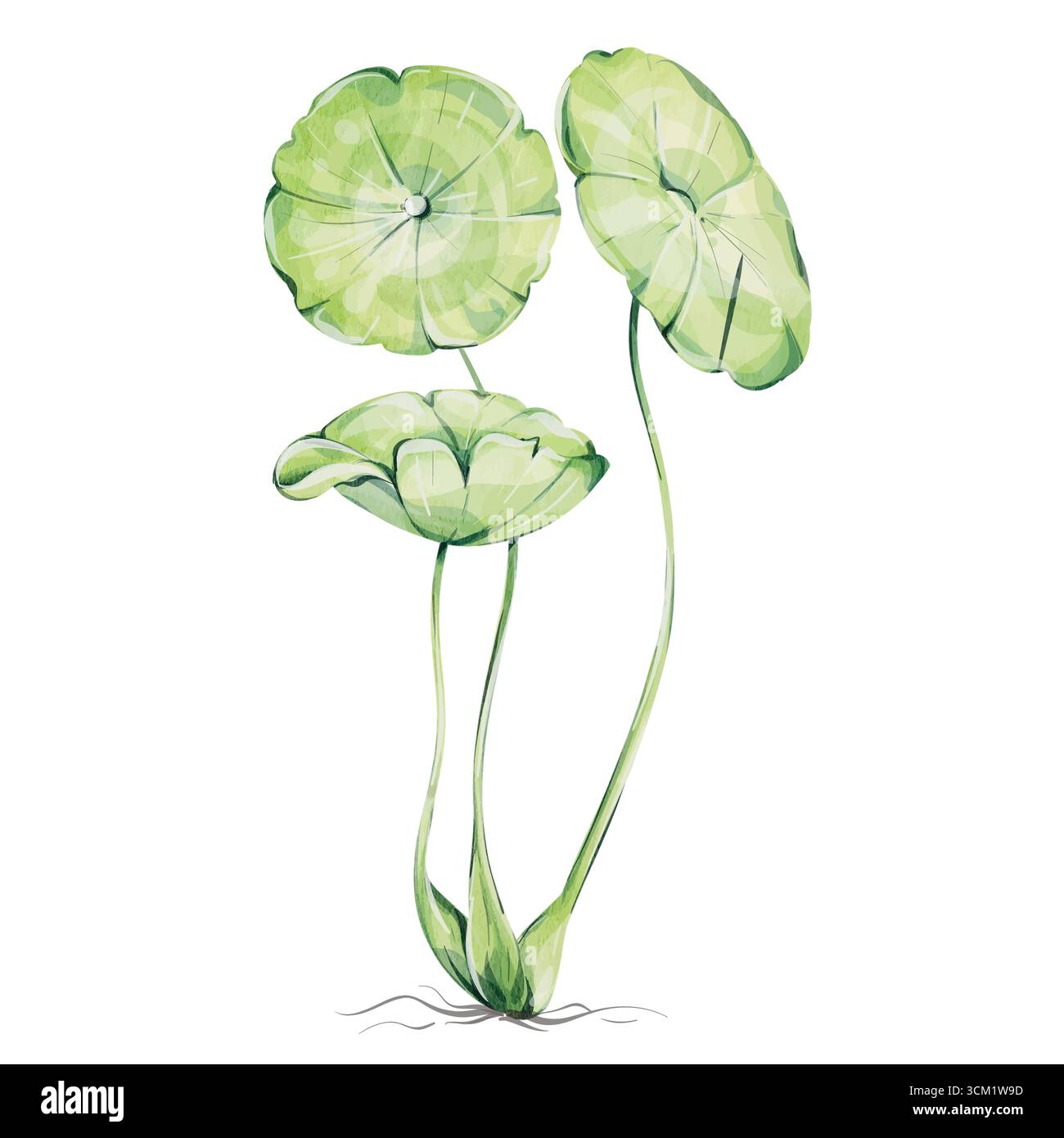 Centella asiatica art aquarelle, illustration Ayurveda à base de plantes. gotu kola peint à la main feuilles de dessin botanique isolé pour les remèdes naturels et Illustration de Vecteur