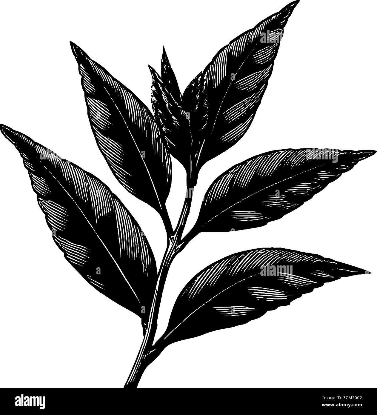 Croquis de feuilles de tisane gravées pour le design vintage et la décoration. Illustration de Vecteur