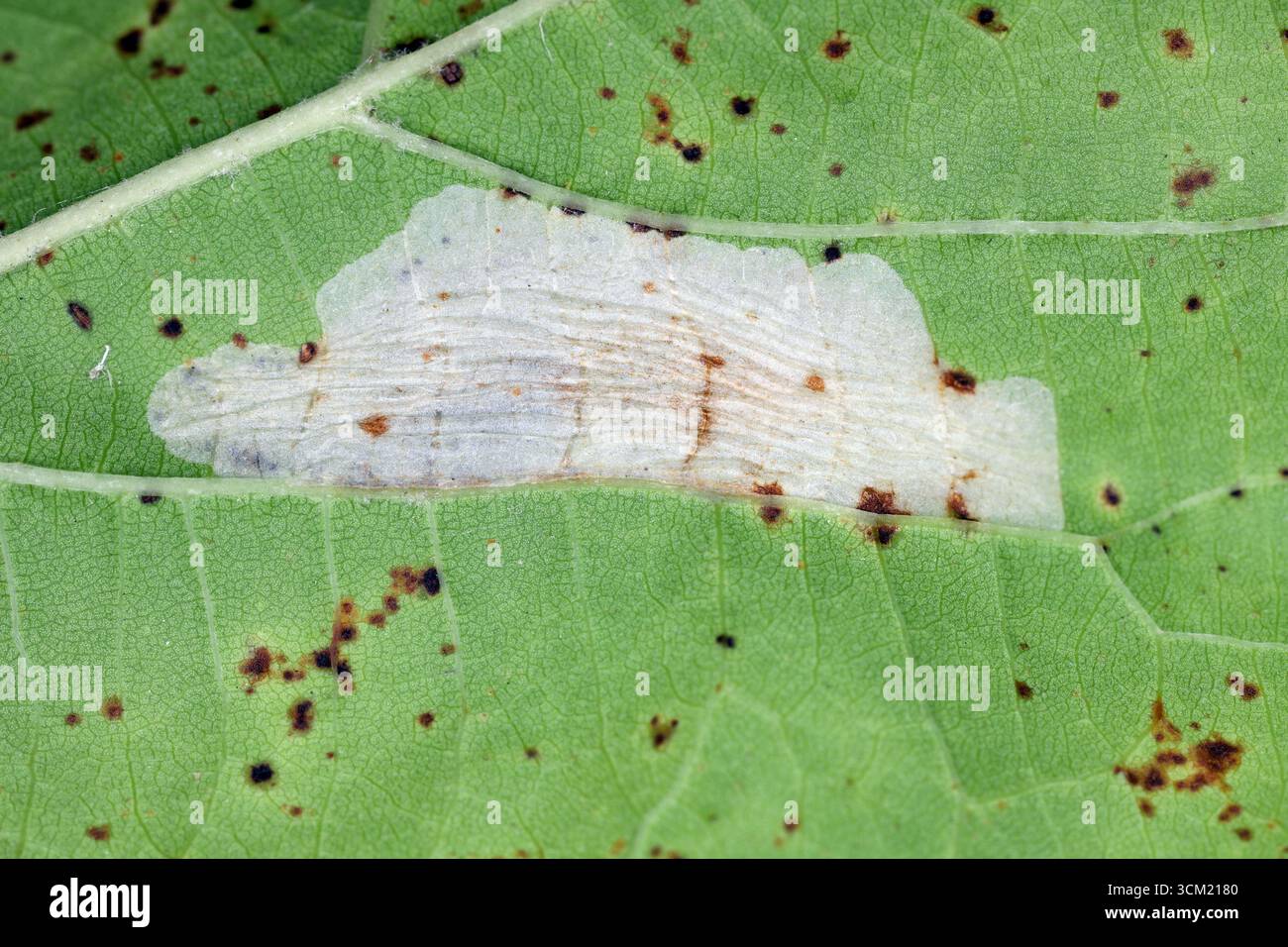 Mineur de feuilles, London Midget (Phyllonorycter platani) dans une feuille d'un avion londonien (platanus x acerifolia). mine de feuilles. Banque D'Images