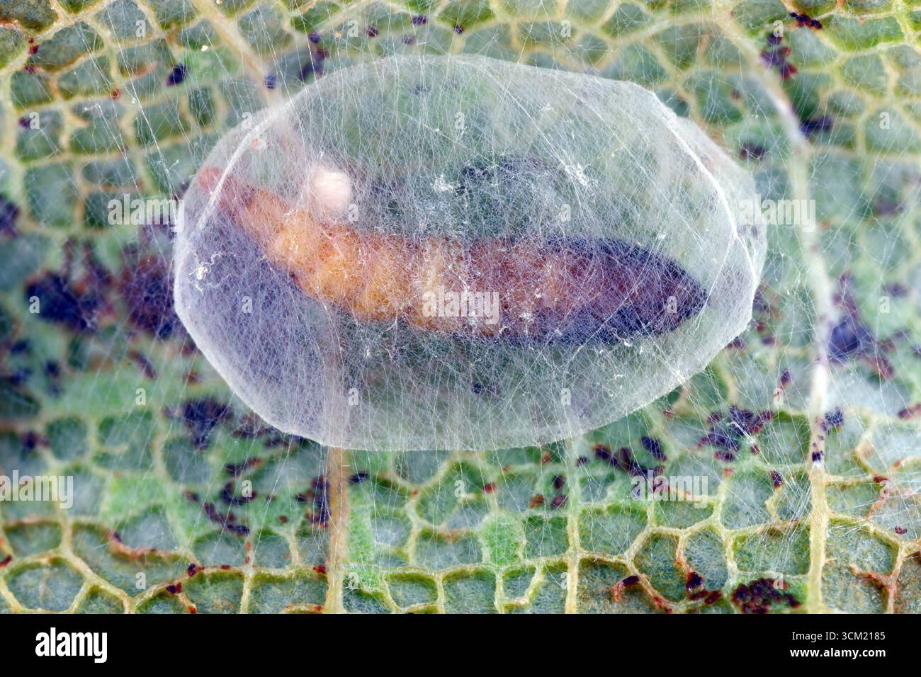 Mineur de feuilles, London Midget (Phyllonorycter platani) dans une feuille d'un avion londonien (platanus x acerifolia). Pupa dans le cocon à l'endroit où la cate Banque D'Images