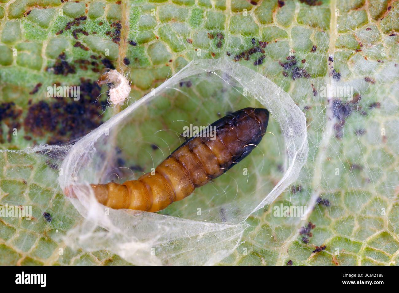 Mineur de feuilles, London Midget (Phyllonorycter platani) dans une feuille d'un avion londonien (platanus x acerifolia). Pupa dans un cocon ouvert. Banque D'Images