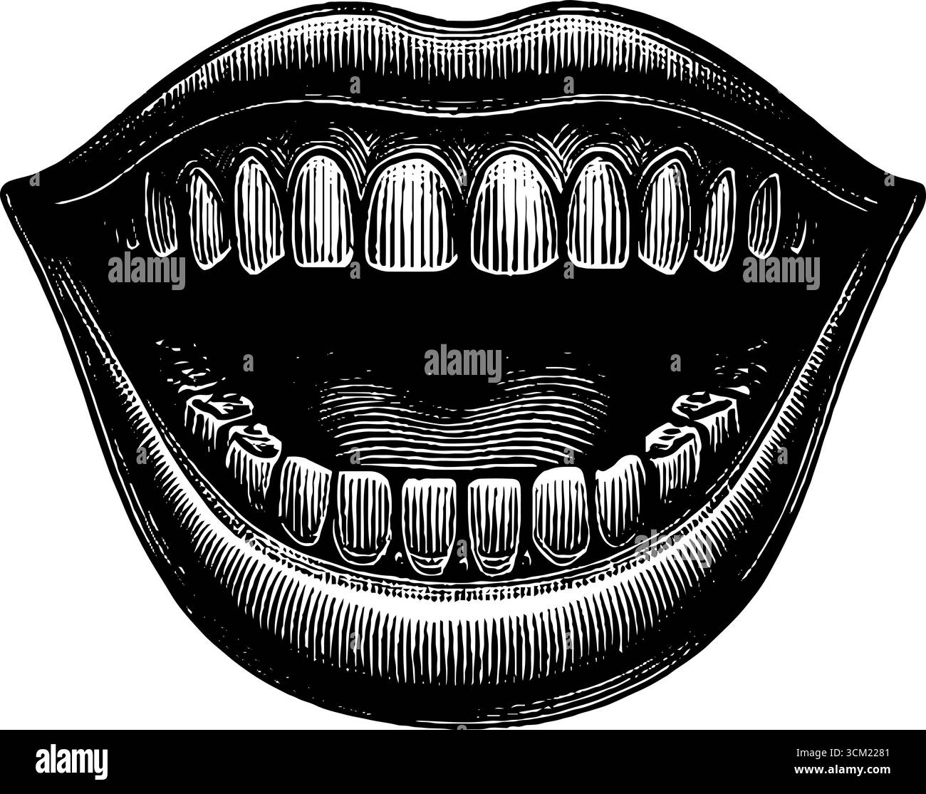 Illustration gravée vintage de l'anatomie de la bouche et des dents humaines pour la conception éducative. Illustration de Vecteur