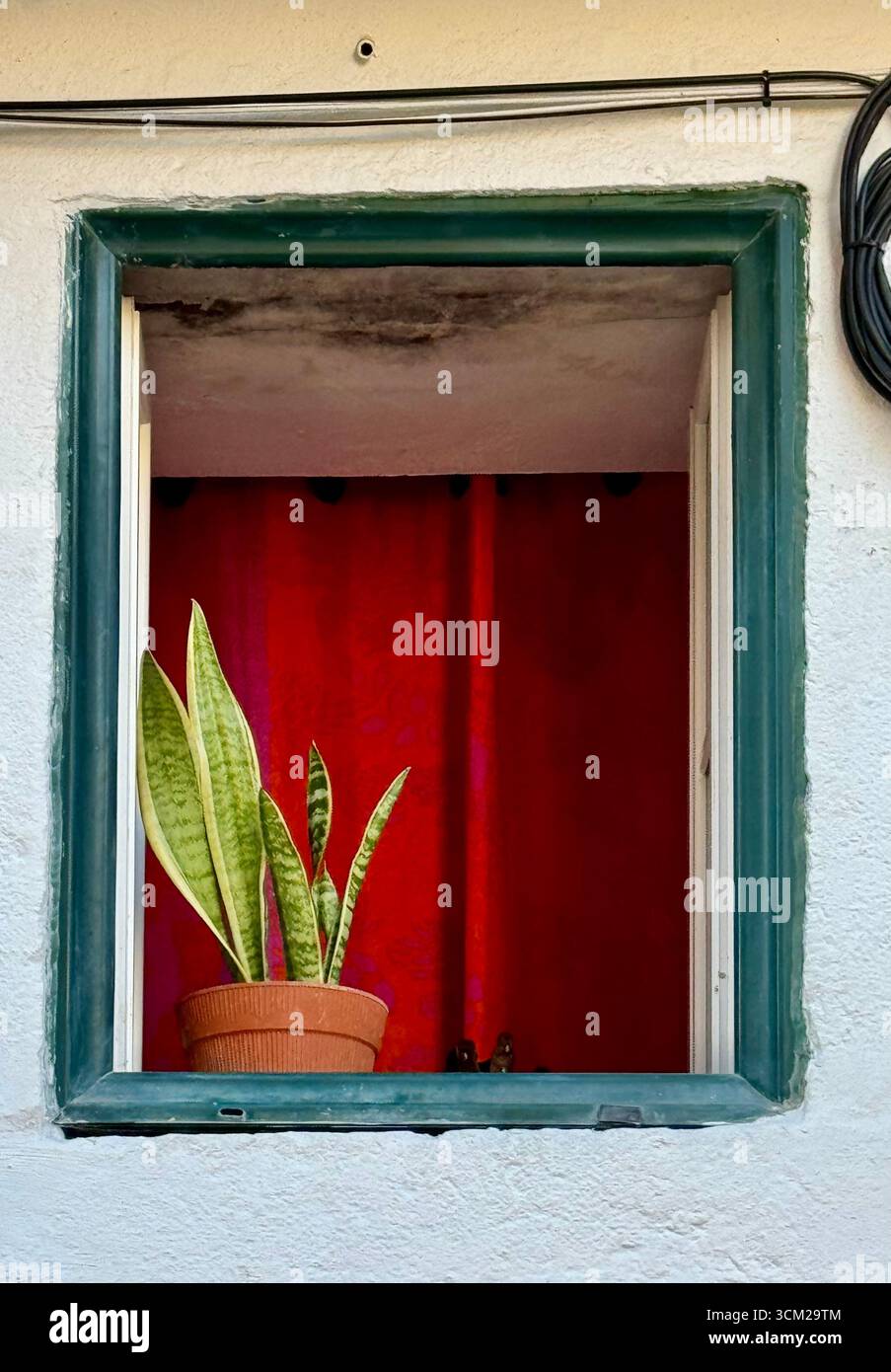 Plante d'intérieur ornementale Dracaena Trifasciata ou langue de belle-mère dans un petit pot en terre cuite par une fenêtre carrée - Image de stock capturée avec un smartphone