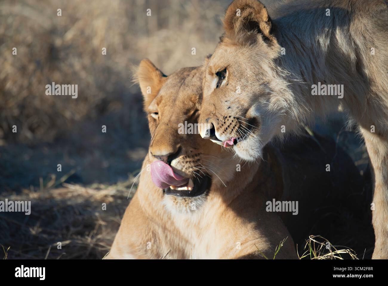 Moment tendre entre deux lions apparentés Banque D'Images