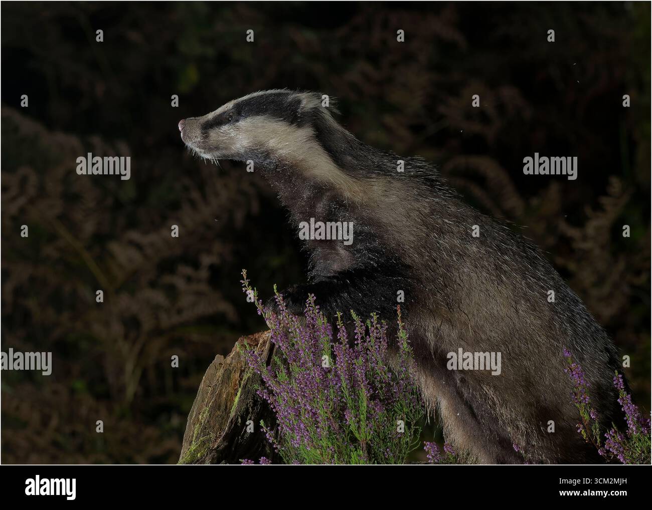 Badger (Meles meles) à la recherche de nourriture, Morvern, côte ouest de l'Écosse. Banque D'Images Badger (Meles meles) à la recherche de nourriture, Morvern, côte ouest de l'Écosse. Banque D'Images