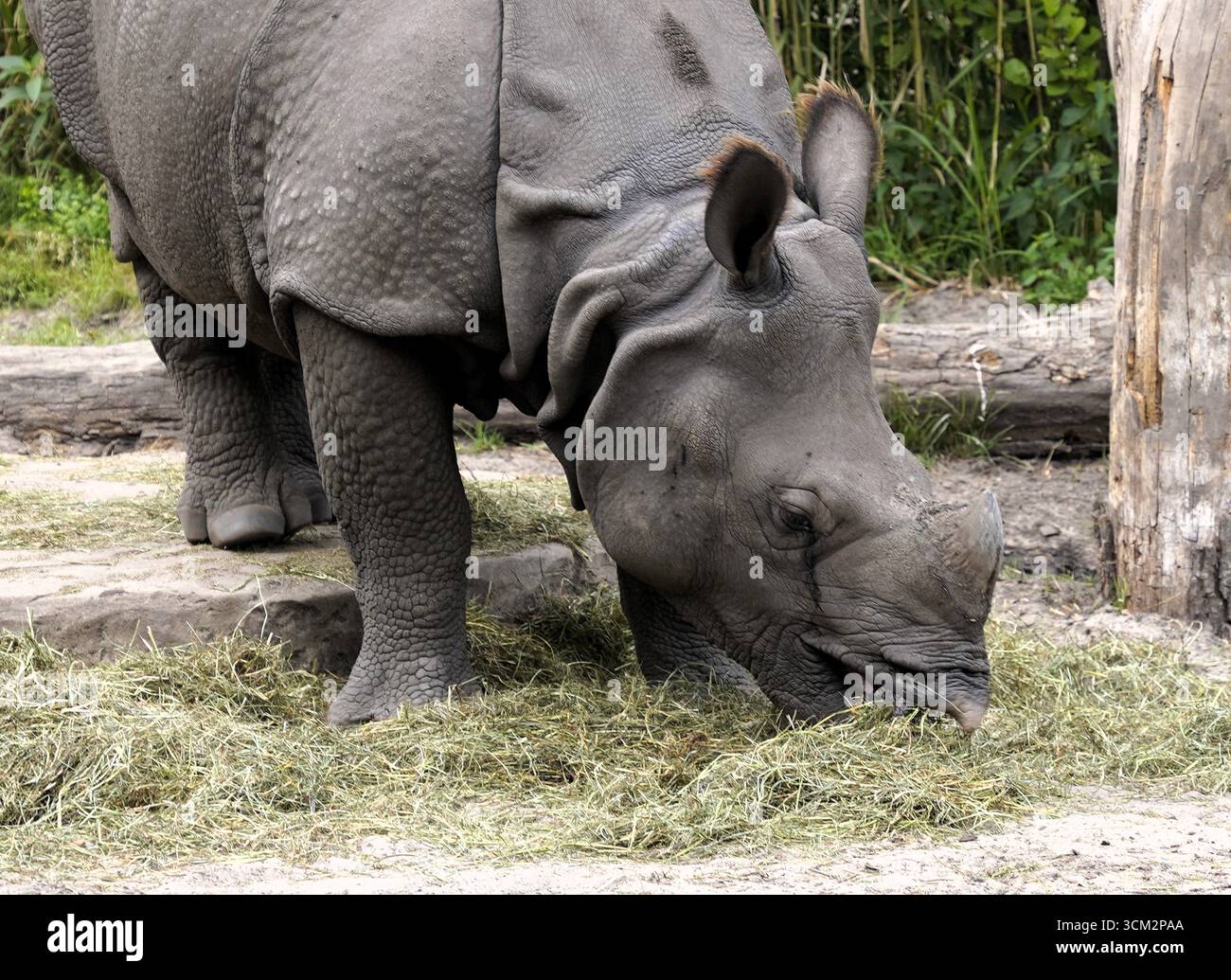 Gros plan d'un rhinocéros indien (Rhinoceros unicornis) broutant du foin du sol dans une forêt asiatique Banque D'Images